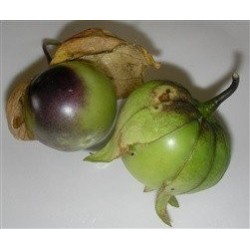 Physalis philadelphica purpura - semillas ecolÃ³gicas