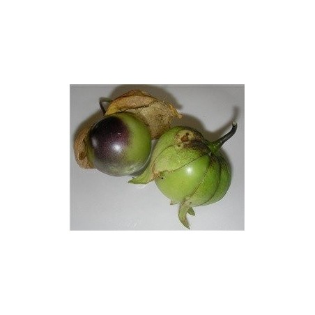 Physalis philadelphica purpura - semillas ecolÃ³gicas