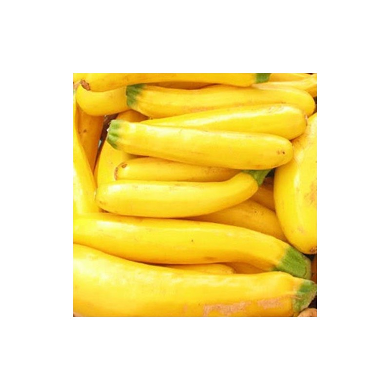 calabacÃ­n amarillo Atena Polka F1