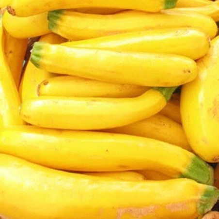 calabacÃ­n amarillo Atena Polka F1