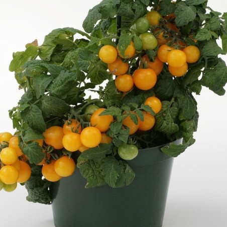 Tomate Sweet & Neat Lemon Sherbert