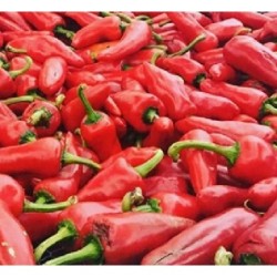 pimiento de Espelette - semillas sin tratamiento