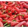 pimiento de Espelette - semillas sin tratamiento