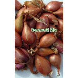 chalota longor para siembra - ecolÃ³gico