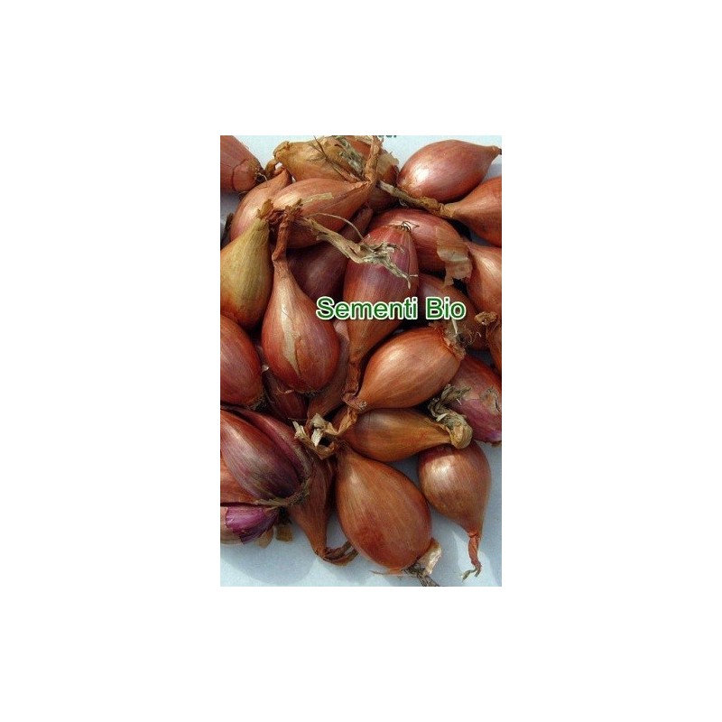 chalota longor para siembra - ecolÃ³gico