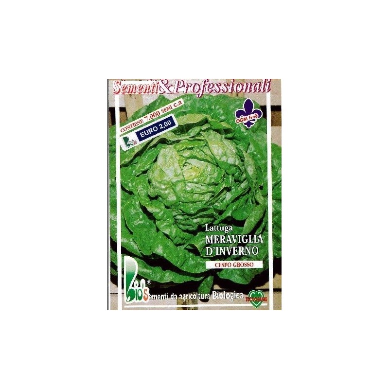 lechuga maravilla de invierno 'Val D'Orge' - semillas ecolÃ³gicas