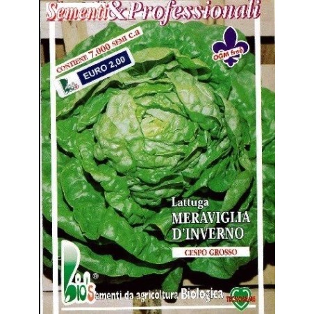 lechuga maravilla de invierno 'Val D'Orge' - semillas ecolÃ³gicas