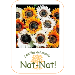 Venidium Zulu warrior