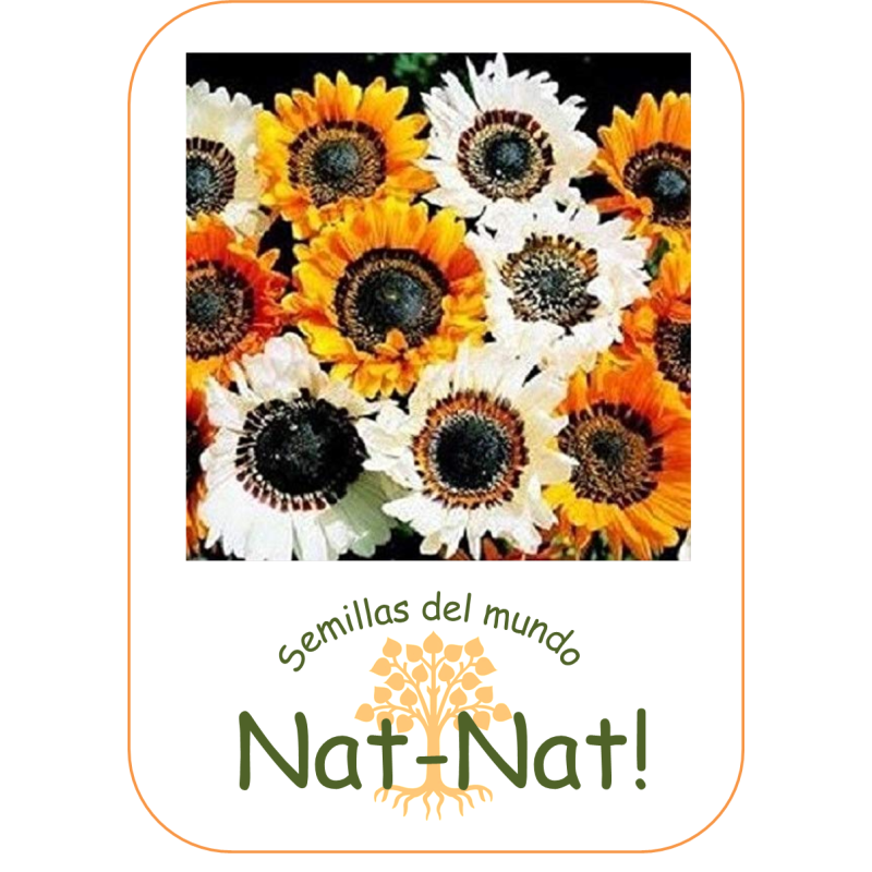 Venidium Zulu warrior