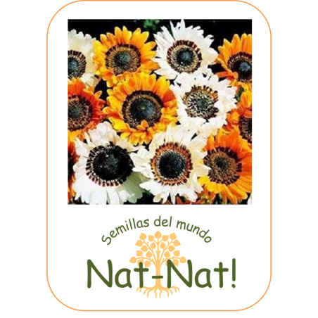 Venidium Zulu warrior