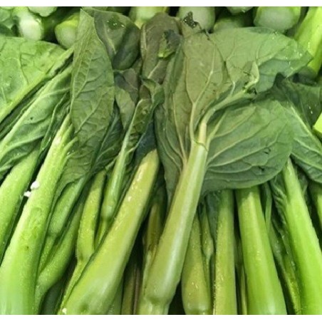 choy sum fuubi - semillas no tratadas