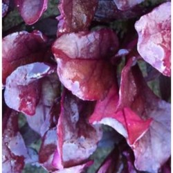 Acelga roja Blood Red - semillas no tratadas