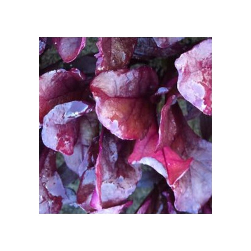 Acelga roja Blood Red - semillas no tratadas