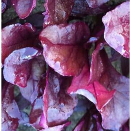 Acelga roja Blood Red - semillas no tratadas