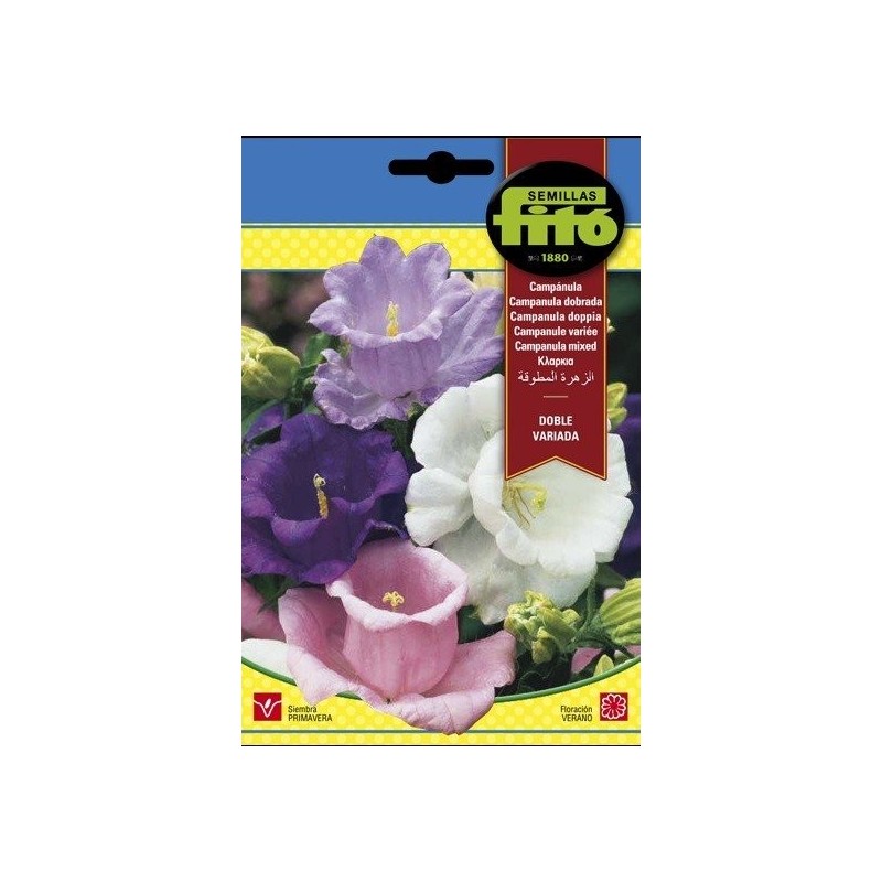 campanula doble variada