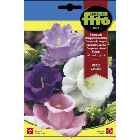 campanula doble variada