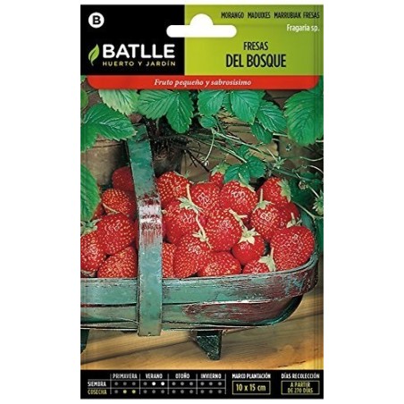 fresas del bosque batlle
