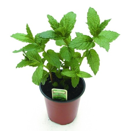 Menta Piperita