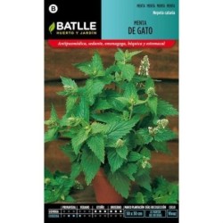 menta de gatos (nepeta cataria)