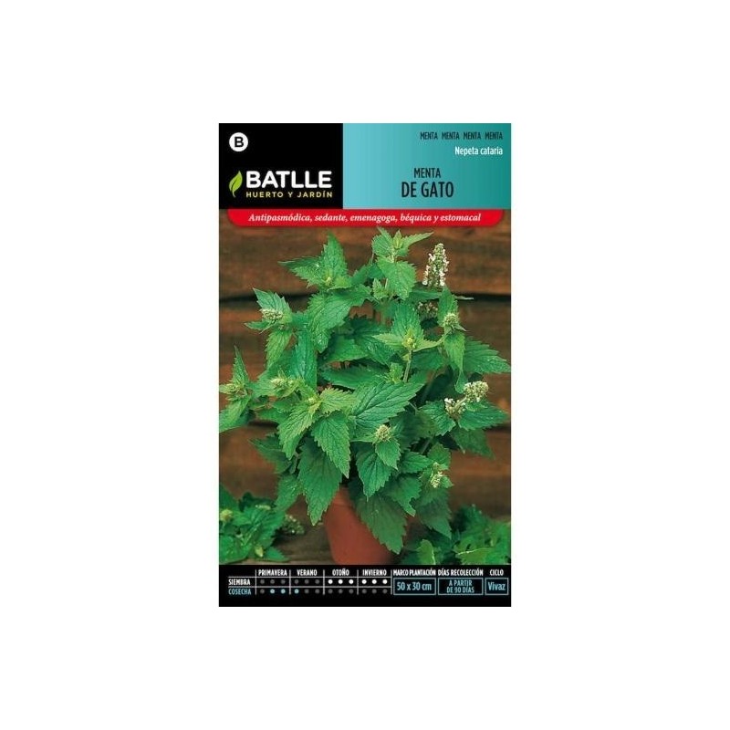 menta de gatos (nepeta cataria)