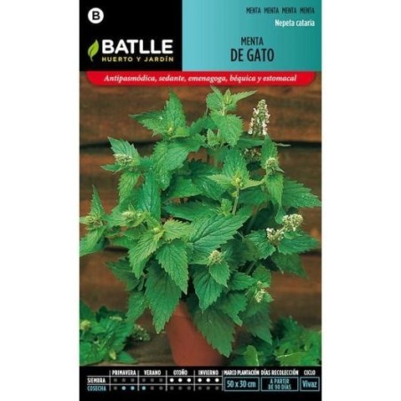 menta de gatos (nepeta cataria)