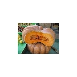 calabaza muscade de provence - semillas no tratadas