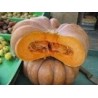 calabaza muscade de provence - semillas no tratadas