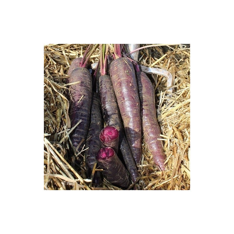 zanahoria F1 purple sun - sin tratamiento