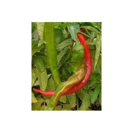 pimiento doux long des landes - semillas no tratadas