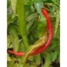 pimiento doux long des landes - semillas no tratadas