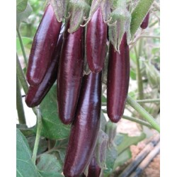 semillas ecolÃ³gicas de berenjena little fingers