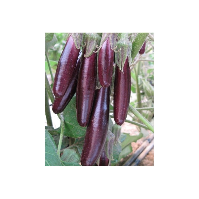 semillas ecolÃ³gicas de berenjena little fingers