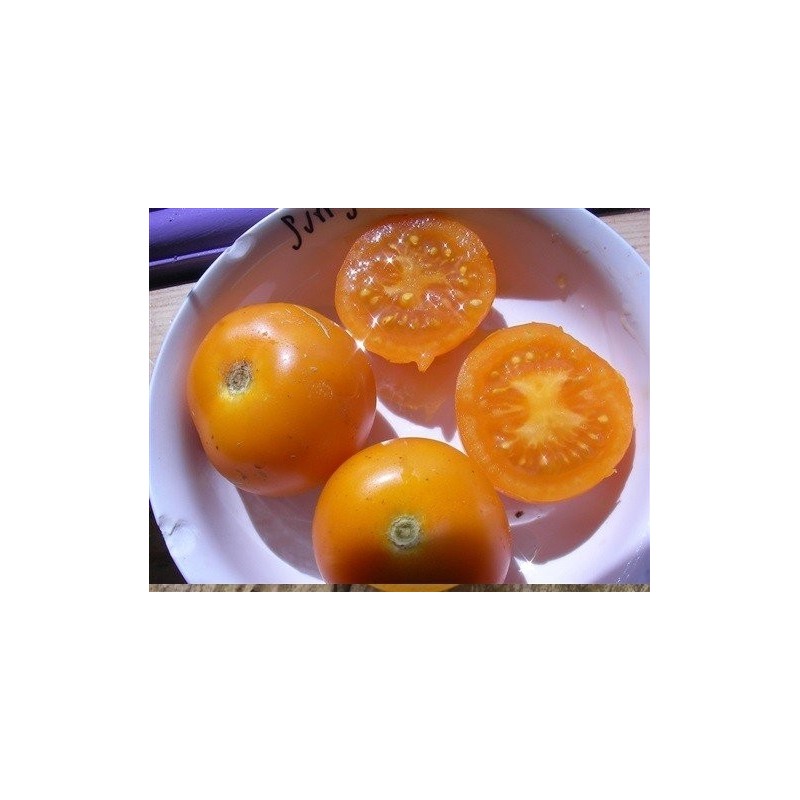 tomate sungella (semillas ecolÃ³gicas)