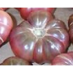 Ttomate Purple Calabash - semillas no tratadas