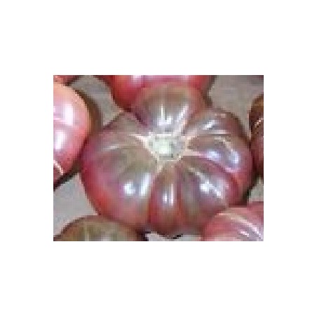Ttomate Purple Calabash - semillas no tratadas