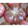 Ttomate Purple Calabash - semillas no tratadas