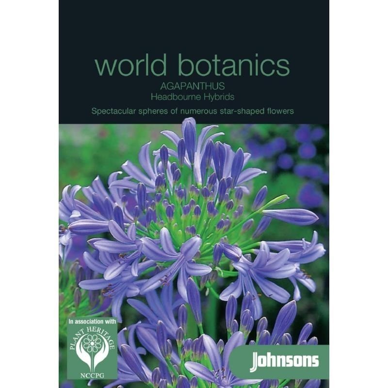 agapantos (agapanthus africanus)