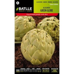alcachofa green globe