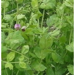 Guisante letÃ³n de navidad- semillas ecolÃ³gicas