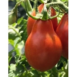 tomate red pear - semillas no tratadas
