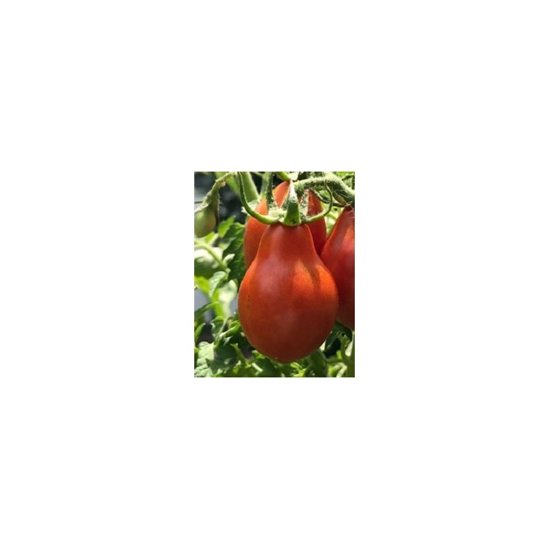 tomate red pear - semillas no tratadas