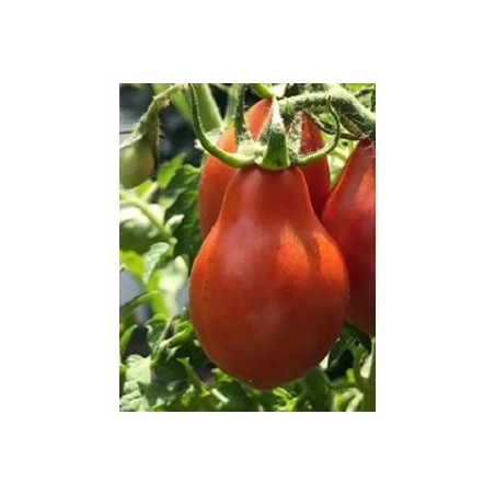 tomate red pear - semillas no tratadas