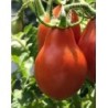 tomate red pear - semillas no tratadas