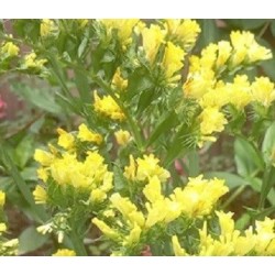 Statice Sunburst Yellow - semillas no tratadas