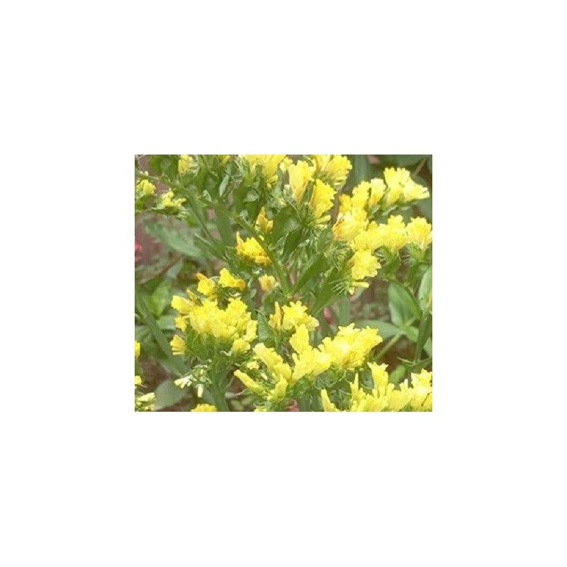 Statice Sunburst Yellow - semillas no tratadas