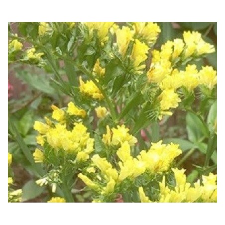 Statice Sunburst Yellow - semillas no tratadas