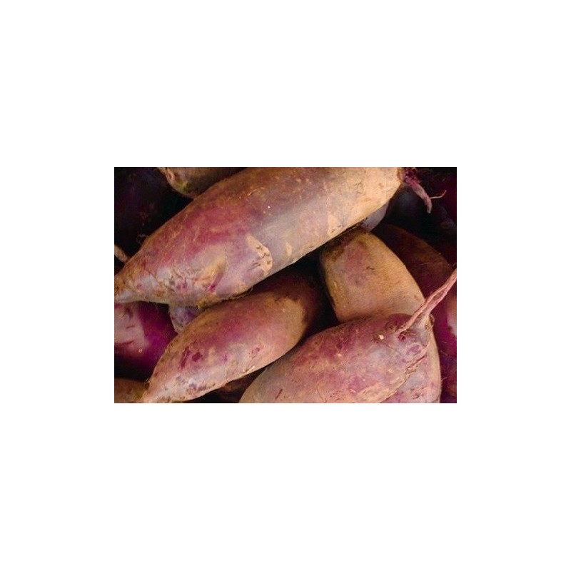 Remolacha cylindra - semillas no tratadas