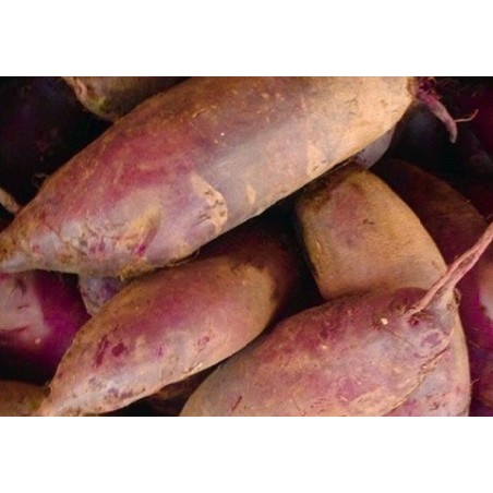 Remolacha cylindra - semillas no tratadas