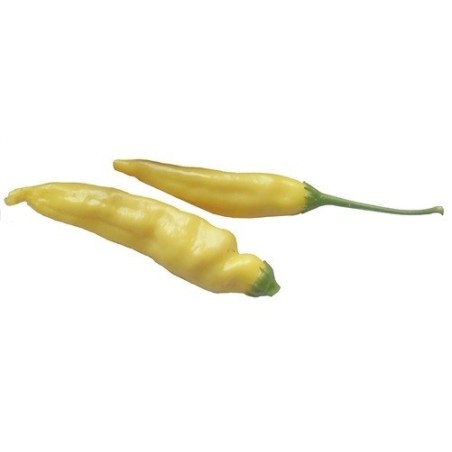 chile gota de limon (semillas ecologicas)
