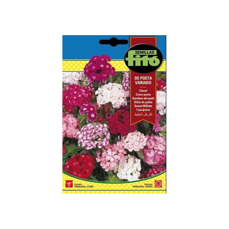 Clavel de Poeta Variado